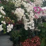 Bed & Breakfast Rosemary Kuetle Pansiyon Çıralı