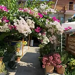 Rosemary Kuetle Pansiyon 4* Çıralı