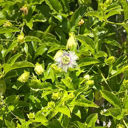 Rosemary 4* Cirali