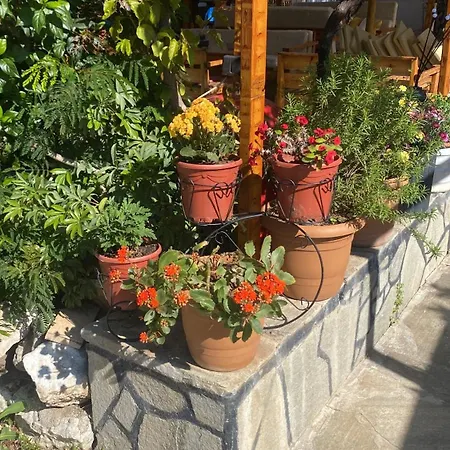 Rosemary Kütle Çıralı