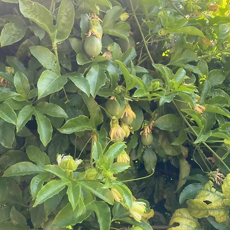 Rosemary Oda ve Kahvaltı 4*