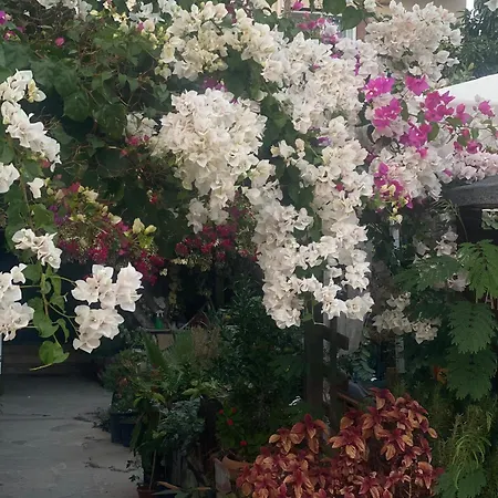 Bed & Breakfast Rosemary Çıralı