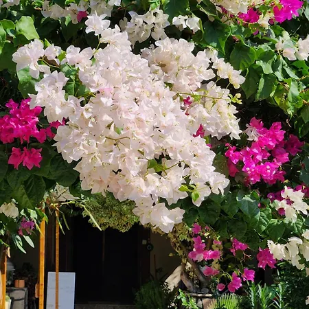 Rosemary Oda ve Kahvaltı