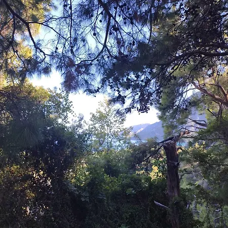 Rosemary Kuetle 4* Çıralı