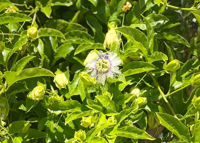 Rosemary Kuetle Pansiyon 4* Çıralı